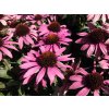 Echinacea Chunky Purple (2)