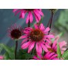 Echinacea purpurová 'Chunky Purple' - Echinacea purpurea 'Chunky Purple'