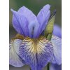Kosatec sibírsky Peacock Butterfly® 'Banish Misfortune' - Iris sibirica Peacock Butterfly® 'Banish Misfortune'