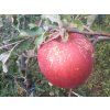 Malus Jan Říha (1)