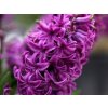 Hyacint 'Purple Sensation' (Balenie cibuľa 14/15 - 5 ks)