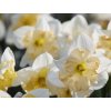 Narcis 'Changing Colours'