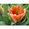 Tulipán 'Artist'