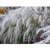 Ozdobnica čínska 'Silver Charm' - Miscanthus sinensis 'Silver Charm'