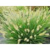 Perovec psiarkovitý 'Tiny Twinkler' - Pennisetum alopecuroides 'Tiny Twinkler'