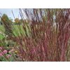 Schizachyrium 'Red Frost' - Schizachyrium scoparium 'Red Frost'
