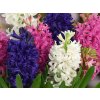 Hyacinty - mix (Balenie cibuľa 15/16 - 20 ks)