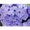 Flox melitnatý 'Blue Boy' - Phlox paniculata 'Blue Boy'