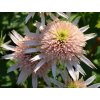 Echinacea 'Cherry Fluff' - Echinacea 'Cherry Fluff'  Echinacea 'Cherry Fluff'
