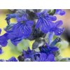 Zbehovec plazivý 'Princess Elsa' - Ajuga reptans 'Princess Elsa'
