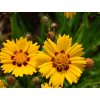 Krásnoočko veľkokveté 'Sunfire Yellow Red' - Coreopsis grandiflora 'Sunfire'