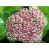 Rozchodník 'Seduction Pink Passion' - Sedum 'Seduction Pink Passion'