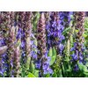 Šalvia hájna 'Sensation® Compact Violet' - Salvia nemorosa 'Sensation® Compact Violet'