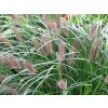 Perovec psiarkovitý var. viridiscens - Pennisetum alopecuroides var. viridiscens