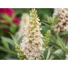 Budleja Dávidova 'Little Rockstars'® White