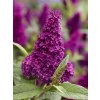 Budleja dávidova Butterfly Candy 'Little Magenta'
