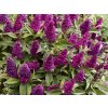 Budleja dávidova Butterfly Candy 'Little Magenta'