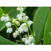 Konvalinka voňavá 'Bordeaux' - Convallaria majalis  'Bordeaux'