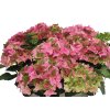 Hortenzia kalinolistá Rembrandt® 'Antico Fresco'
