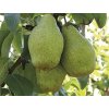 Hruška 'Xenia' - kontajner