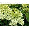 Hortenzia metlinatá 'Ruby Hobbit'
