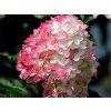 Hortenzia metlinatá FE® 'Spring Sizzle'