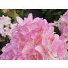 Hydrangea paniculata Spring Sizzle (2)