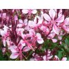 Gaura lindheimeri  'Cherry Brandy'  -  Gaura lindheimeri 'Cherry Brandy'