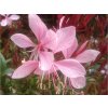Gaura lindheimeri  'Cherry Brandy'  -  Gaura lindheimeri 'Cherry Brandy'
