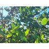 Eukalyptus parvula 'Small Leaved Gum'