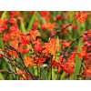 Montbrécia 'Carmine Brilliant' - Crocosmia 'Carmine Brilliant'