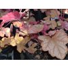 Heuchera villosa 'Carnival Watermelon' - Heuchera villosa 'Carnival Watermelon'