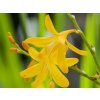 Montbrécia 'George Davidson' - Crocosmia 'George Davidson'