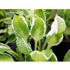 Hosta 'Captain's Adventure' - Hosta 'Captain's Adventure'