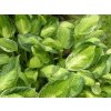 Hosta 'Captain's Adventure' - Hosta 'Captain's Adventure'