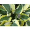 Hosta 'Mighty Mouse' - Hosta 'Mighty Mouse'
