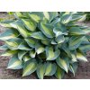 Hosta 'Catherine' - Hosta 'Catherine'