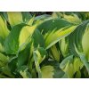 Hosta 'Colored Hulk' - Hosta 'Colored Hulk'