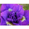 Kosatec sibírsky 'Double Standard' - Iris siberica 'Double Standard'