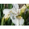 Kosatec sibírsky 'Not Quite White'- Iris sibirica 'Not Quite White'