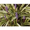 Liriope 'Gold Banded' - Liriope muscari 'Gold Banded'