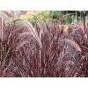 Dochan siaty 'Rubrum Dwarf' - Pennisetum setaceum 'Rubrum Dwarf'