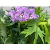 Stračonôžka 'Delgenius' - Delphinium 'Delgenius'
