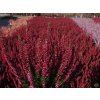 Calluna vulgaris Scarlett (3)