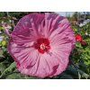 Hibiscus Berry Awsome (2)