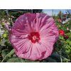 Hibiscus Berry Awsome (1)