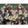 Čemerica 'HGC® Shooting Star' - Helleborus 'HGC® Shooting Star'