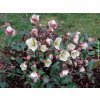 Čemerica 'HGC® Shooting Star' - Helleborus 'HGC® Shooting Star'