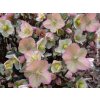 Čemerica 'HGC® Shooting Star' - Helleborus 'HGC® Shooting Star'