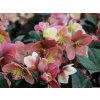 Čemerica 'HGC® Shooting Star' - Helleborus 'HGC® Shooting Star'